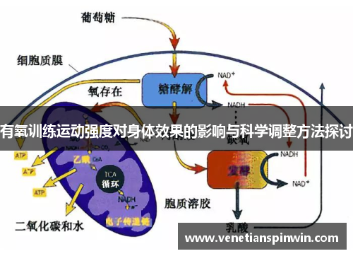 有氧训练运动强度对身体效果的影响与科学调整方法探讨