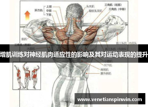 增肌训练对神经肌肉适应性的影响及其对运动表现的提升